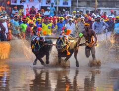Kantara Buffalo Race : 'कांतारा' फेम म्हशींची शर्यत, बंगळुरुमध्ये पहिल्यांदाच कंबाला बफेलो रेसचं आयोजन