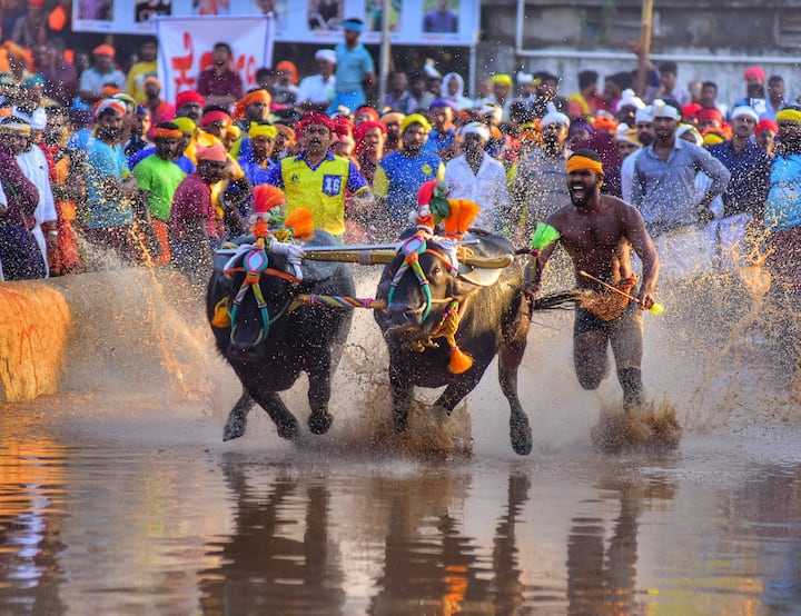 बंगळुरूमध्ये (Buffalo Race in Bengaluru) पहिल्यांदाच कंबाला म्हशींची शर्यत आयोजित करण्यात आली होती. (Image Source : PTI)