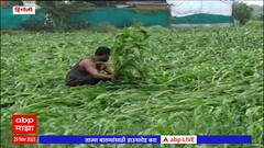 Hingoli Unseasonal rain : ज्वारीचं पीक जमीनदोस्त; केळी, पपई बागांचं नुकसान