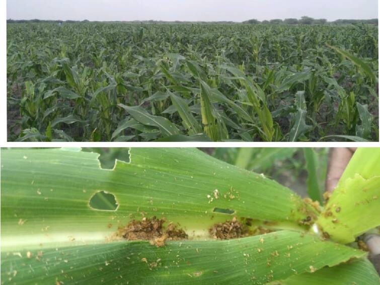 Will the government help the laborers who are struggling to harvest maize for the fifth year in a row? அதிகரிக்கும் அமெரிக்கன் படைப்புழுக்கள்; அல்லோலப்படும் விவசாயிகள்! மக்காச்சோளப் பயிருக்கு தீர்வுதான் என்ன?