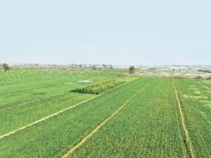 Bharatpur Rain will benefit Rabi crops Bharatpur Farmers IMD Issued Rain Alert in Rajasthan ann Rajasthan Rain: बारिश से प्रदेश के किसानों के खिले चेहरे, फसल की सिंचाई के लिए बचे लाखों रुपये