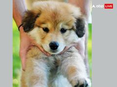 Animal: घर में किस तरह के एनिमल पालने चाहिए, नहीं जानते तो जान लें