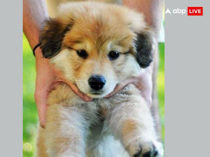 घर पर बहुत से लोग पालतू जानवरों (Pet Animal) को पाल लेते हैं. लेकिन क्या आप जानते हैं कि घर पर किन जानवरों को पालना शुभ है और किन को पालना अशुभ.