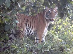शानदार होता है उत्तराखंड का 'बंगाल टाइगर', जिम कॉर्बेट में कर सकते हैं दीदार