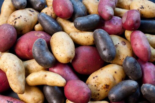 There are more than 200 varieties of potatoes. From starchy to waxy to colourful options like blue and purple, each one comes with a unique taste and texture. (Image Source: Getty)