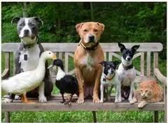 Animal: ઘરમાં કયા-કયા પ્રકારના પ્રાણીઓ પાળવા જોઇએ, નથી જાણતા તો જાણી લો.....