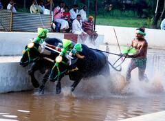 Kantara Buffalo Race : 'कांतारा' फेम म्हशींची शर्यत, बंगळुरुमध्ये पहिल्यांदाच कंबाला बफेलो रेसचं आयोजन