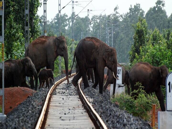 Indian Railways develop AI-based software Gajraj to avoid collisions to roll out in all elephant corridors रेलवे ट्रैक पर हाथियों की सुरक्षा करेगा 'गजराज', AI टेक्नोलॉजी से लैस है ये सॉफ्टवेयर, जानिए कैसे करेगा काम