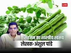 सहजन को आयुर्वेदिक चिकित्सक क्यों अमृत का दर्जा देते हैं? जानिए सहजन का शास्त्रीय स्वरूप
