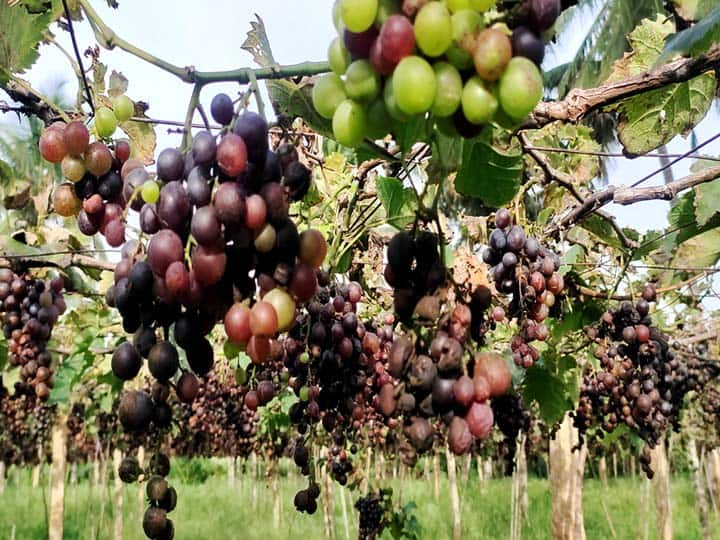 தேனி மாவட்டத்தில் வடகிழக்கு பருவமழை , பனிபொழிவு அதிகரிப்பால் எக்கால சூழலுக்கு ஏற்றவாரு விளையும் மருத்துவ குணம் அடங்கிய கருப்பு பன்னீர் திராட்சை அழுகல் நோயால் பாதிப்படைந்துள்ளது.