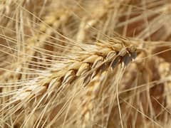 इस साल नवंबर में ही पड़ रही कड़ाके की ठंड, गेहूं की फसल के लिए यह कितनी फायदेमंद?