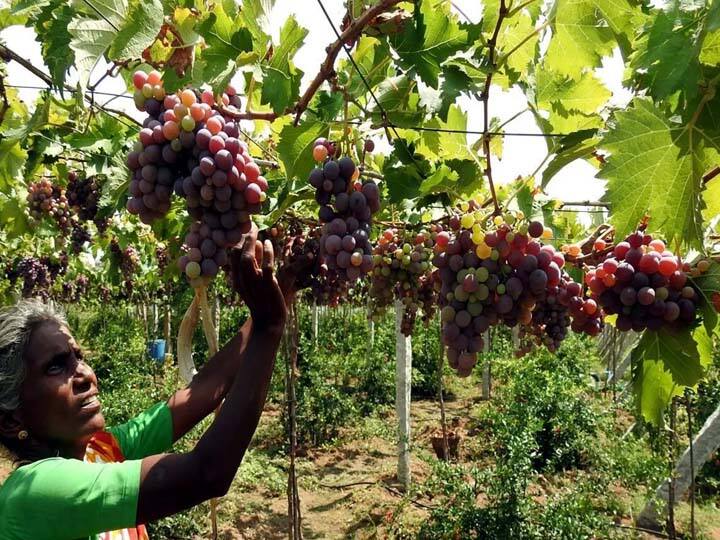 திராட்சை விளைச்சலை கவனிக்கும் வேலையாள் (சுருளிப்பட்டி)