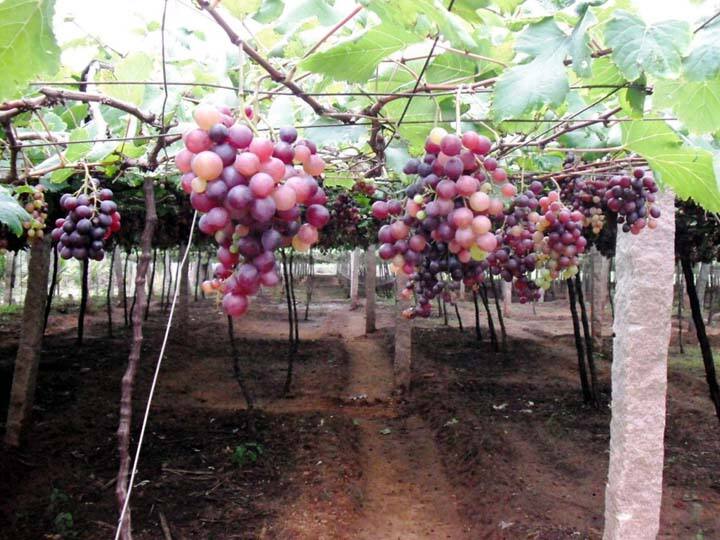 புவி சார் குறியீடு பெற்ற கருப்பு பன்னீர் திராட்சை (சுருளிப்பட்டி)