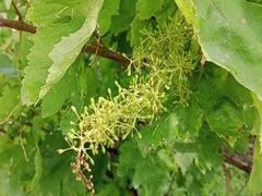 अवकाळीचा फटका! पंढरपुरातील द्राक्ष बागांना पावसाचा तडाखा; लाखो रुपयांचे नुकसान