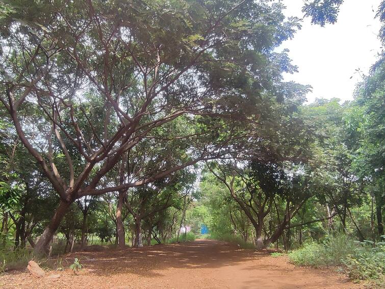 Appagavundanpudur villagers creating tree parks near Coimbatore ’மனிதன் பிறந்தாலும் மரம், இறந்தாலும் மரம்’ - மரப்பூங்காக்களை உருவாக்கி அசத்தும் கிராம மக்கள்!