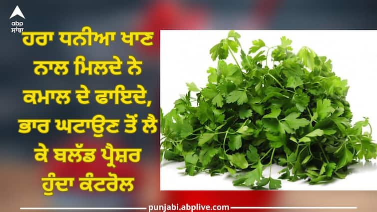 Eating green coriander has amazing benefits, for weight loss to blood pressure control Coriander​ Leaves Benefits: ਹਰਾ ਧਨੀਆ ਖਾਣ ਨਾਲ ਮਿਲਦੇ ਨੇ ਕਮਾਲ ਦੇ ਫਾਇਦੇ, ਭਾਰ ਘਟਾਉਣ ਤੋਂ ਲੈ ਕੇ ਬਲੱਡ ਪ੍ਰੈਸ਼ਰ ਹੁੰਦਾ ਕੰਟਰੋਲ