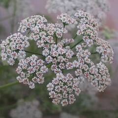 Ajwain Benefits: ਅਜਵਾਇਣ ਕਈ ਸਮੱਸਿਆਵਾਂ ਕਰਦੀ ਦੂਰ , ਇਸ ਤਰ੍ਹਾਂ ਕਰੋ ਸੇਵਨ