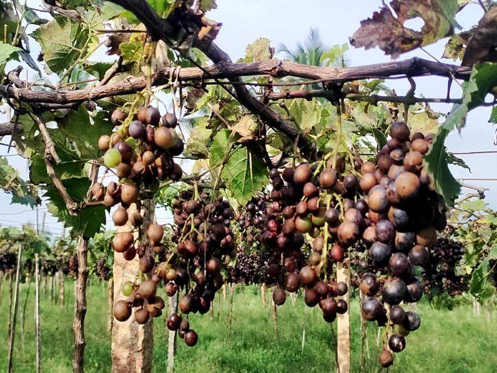 அழுகல் நோயால் பாதிக்கப்பட்டுள்ள திராட்சை பழங்கள்