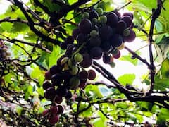 வடகிழக்கு பருவமழையால் பாதிப்படைந்த கருப்பு பன்னீர் திராட்சை தோட்டம்!