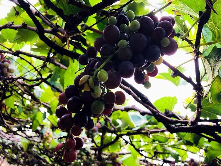 தொடர் மழையால் திராட்சை விளைச்சல் பாதிப்படைந்துள்ளது.