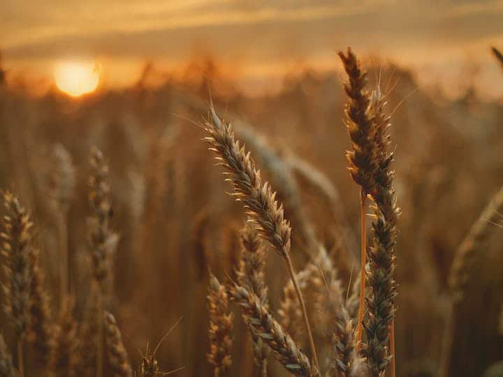 Wheat in Winter: गेहूं की फसल को सर्दी के मौसम में लाभ पहुंचेगा. एक्सपर्ट्स की मानें तो इस मौसम में फसल की उचित देखभाल करना बेहद जरूरी है.