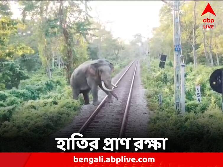 Alipurduar News train driver saved the life of an elephant Alipurduar News: ট্রেন চালকের তৎপরতায় বাঁচল জীবন, প্রাণ রক্ষা হাতির