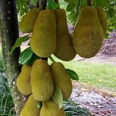 Jackfruit: ਕੀ ਤੁਸੀਂ ਜਾਣਦੇ ਹੋ ਕਟਹਲ ਖਾਣ ਦੇ ਫਾਇਦੇ?