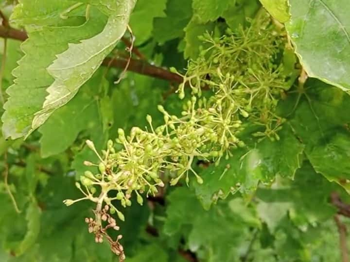 Unseasonal Rain : मागील दोन-तीन दिवसांपासून सुरु असलेल्या अवकाळी पावसामुळे शेतकऱ्यांचे मोठ्या प्रमाणात नुकसान होत आहे. दरम्यान, याचा फटका द्राक्ष उत्पादक शेतकऱ्यांना देखील बसला आहे.