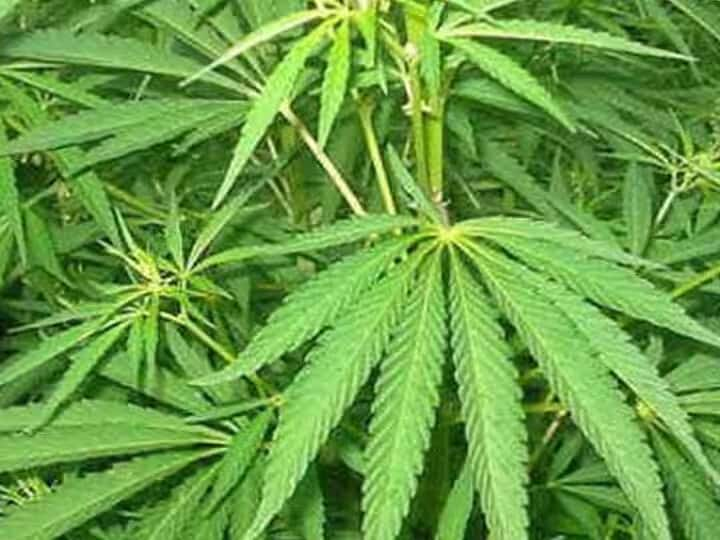 Ganja Sales Continues in Theni District Tamil Nadu Kerala Border Cumbum Bodi Will Police Take Action- TNN கம்பம் , போடியில் தொடரும் கஞ்சா விற்பனை - போலீஸ் நடவடிக்கை எடுக்குமா?