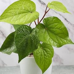 ਪਾਨ ਦੇ ਪੱਤਿਆਂ ਨਾਲ ਹੁੰਦੇ ਨੇ ਦਿਲਚਪਸ ਫ਼ਾਇਦੇ, ਤੁਸੀਂ ਵੀ ਕਰੋ ਸੇਵਨ