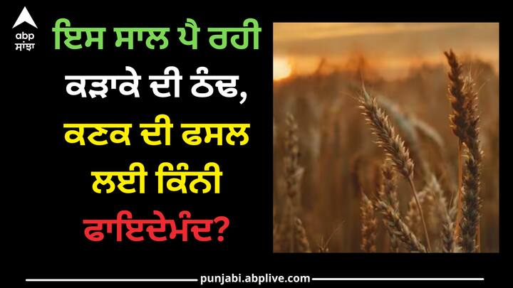 Wheat in Winter: ਸਰਦੀ ਦੇ ਮੌਸਮ ਵਿੱਚ ਕਣਕ ਦੀ ਫਸਲ ਨੂੰ ਫਾਇਦਾ ਹੋਵੇਗਾ। ਮਾਹਰਾਂ ਅਨੁਸਾਰ ਇਸ ਮੌਸਮ ਵਿੱਚ ਫ਼ਸਲ ਦੀ ਸਹੀ ਸੰਭਾਲ ਕਰਨੀ ਬਹੁਤ ਜ਼ਰੂਰੀ ਹੈ।