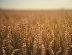 Wheat: ਇਸ ਸਾਲ ਪੈ ਰਹੀ ਕੜਾਕੇ ਦੀ ਠੰਢ, ਕਣਕ ਦੀ ਫਸਲ ਲਈ ਕਿੰਨੀ ਫਾਇਦੇਮੰਦ?