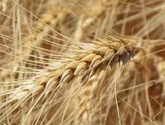 Wheat: ਇਸ ਸਾਲ ਪੈ ਰਹੀ ਕੜਾਕੇ ਦੀ ਠੰਢ, ਕਣਕ ਦੀ ਫਸਲ ਲਈ ਕਿੰਨੀ ਫਾਇਦੇਮੰਦ?