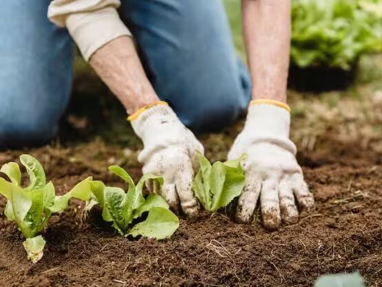 Natural Farming:  ਖੇਤੀ ਕਰਨ ਵਾਲੇ ਕਿਸਾਨ ਕੁਦਰਤੀ ਖੇਤੀ ਨੂੰ ਅਪਣਾ ਕੇ ਚੰਗਾ ਮੁਨਾਫ਼ਾ ਕਮਾ ਸਕਦੇ ਹਨ। ਇਸ ਖੇਤੀ ਵਿੱਚ ਕਿਸਾਨ ਭਰਾਵਾਂ ਦੇ ਖਰਚੇ ਘੱਟ ਆਉਂਦਾ ਹੈ।