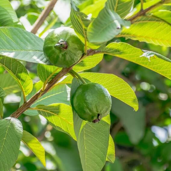 Not only guava, its leaves are also a mine of benefits, know the benefits of chewing on an empty stomach.