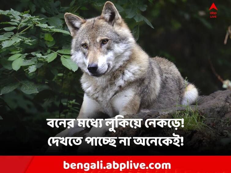 Optical Illusion Viral News A wolf hiding in the forest! Can you find out in 10 seconds Viral: বনের মধ্যে লুকিয়ে এক নেকড়ে! ১০ সেকেন্ডের মধ্যে খুঁজে বের করতে পারবেন?