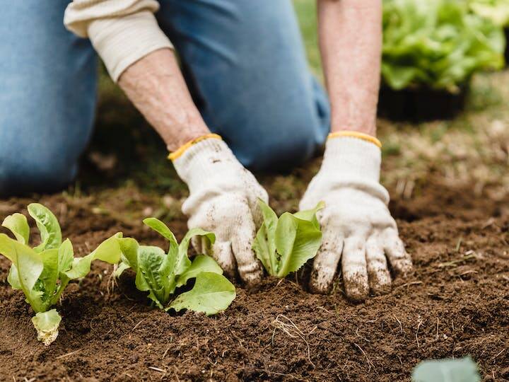 Natural Farming: खेती-किसानी करने वाले किसान भाई प्राकृतिक खेती अपनाकर अच्छा मुनाफा प्राप्त कर सकते हैं. इस खेती में किसान भाइयों का खर्चा कम आता है.