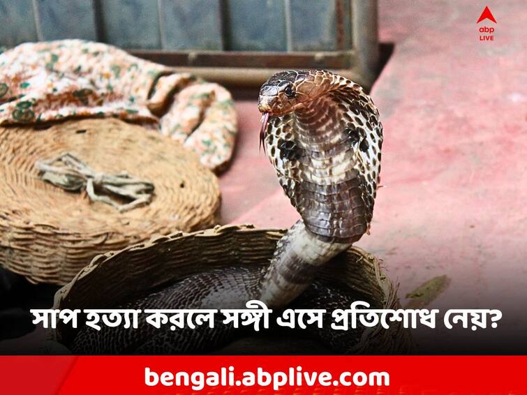 If you kill a snake, does another partner come and take revenge? Is there any truth to this Science News: সাপ মেরে ফেললে কি অন্য সঙ্গী এসে প্রতিশোধ নেয়? এর কি সত্যতা রয়েছে?