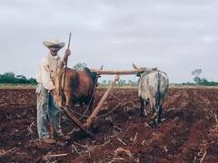 Natural Farming: ਕਿਸਾਨ ਬਣਾਉਣ ਰਸਾਇਣਕ ਖੇਤੀ ਤੋਂ ਦੂਰੀ, 'ਕੁਦਰਤੀ ਖੇਤੀ' ਨਾਲ ਹੋਵੇਗੀ ਪੈਸੇ ਦੀ ਬਚਤ