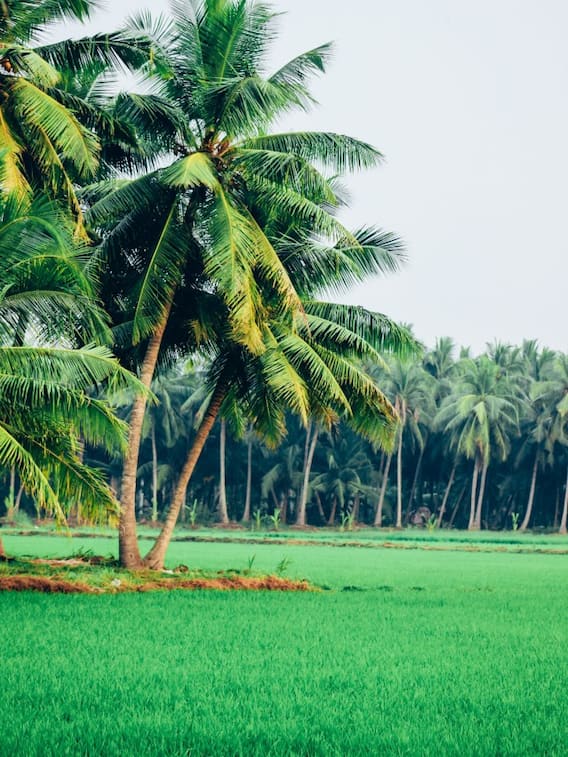 भारत के इन राज्यों में होती हैं नारियल की सबसे ज्यादा खेती