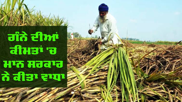 Mann government increased price of sugarcane in Punjab Sugarcane Price: ਗੰਨਾ ਕਿਸਾਨਾਂ ਲਈ ਖੁਸ਼ਖ਼ਬਰੀ, ਸਰਕਾਰ ਨੇ ਗੰਨੇ ਦੀਆਂ ਕੀਮਤਾਂ 'ਚ ਕੀਤਾ ਵਾਧਾ, ਸੀਐਮ ਭਗਵੰਤ ਮਾਨ ਦਾ ਐਲਾਨ