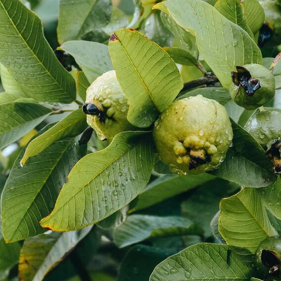 Not only guava, its leaves are also a mine of benefits, know the benefits of chewing on an empty stomach.