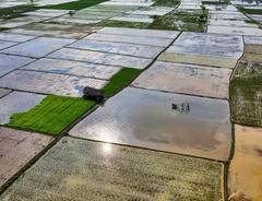 Natural Farming: ਕਿਸਾਨ ਬਣਾਉਣ ਰਸਾਇਣਕ ਖੇਤੀ ਤੋਂ ਦੂਰੀ, 'ਕੁਦਰਤੀ ਖੇਤੀ' ਨਾਲ ਹੋਵੇਗੀ ਪੈਸੇ ਦੀ ਬਚਤ