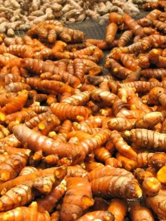 हल्दी की खेती में है मोटी कमाई