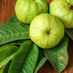 ਅਮਰੂਦ ਹੀ ਨਹੀਂ ਇਸ ਦੇ ਪੱਤੇ ਵੀ ਹਨ ਗੁਣਾਂ ਦੀ ਖਾਨ, ਜਾਣੋ ਖਾਲੀ ਪੇਟ ਚਬਾਉਣ ਦੇ ਫਾਇਦੇ