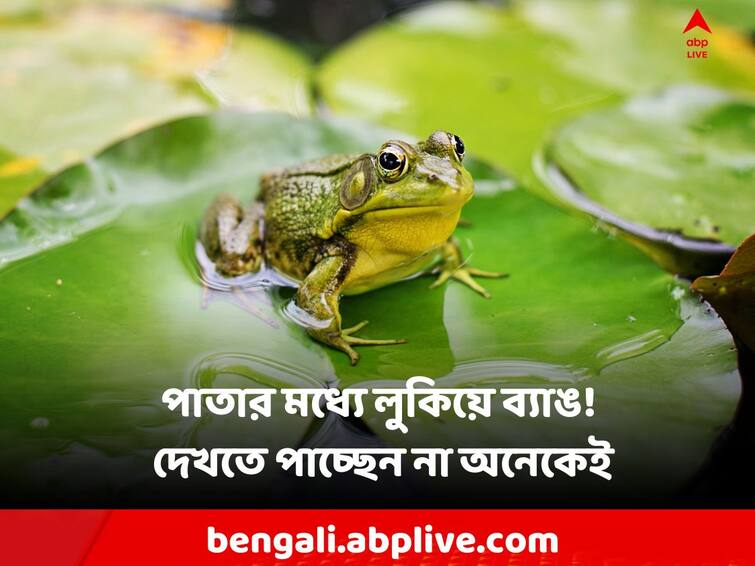 Optical Illusion viral video Frog hiding in the leaves, caught your eye Optical Illusion: পাতার মধ্যে লুকিয়ে ব্যাঙ, আপনার চোখে ধরা পড়েছে?