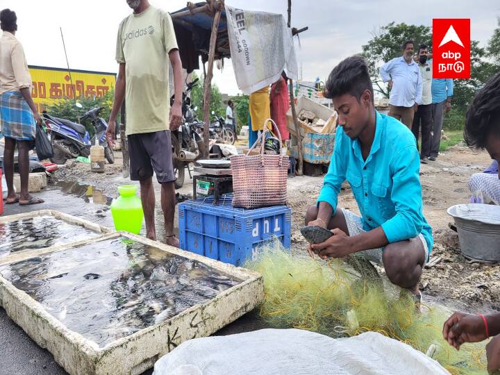 விற்பனைக்காக தயாராகும் மீன்கள்