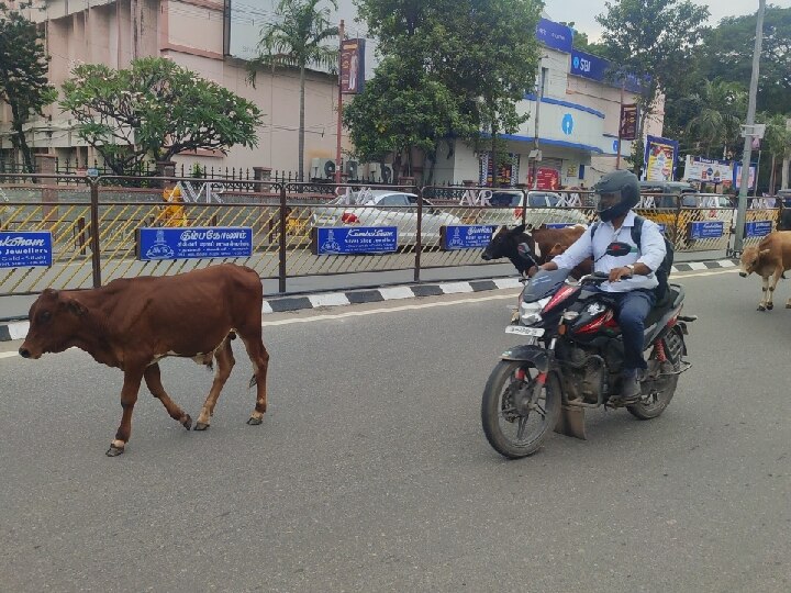 Pugar Petti: சேலம் மாநகரில் சுற்றித் திரியும் கால்நடைகள்: கண்டுகொள்ளாத நிர்வாகம்- வாகன ஓட்டிகள் அவதி