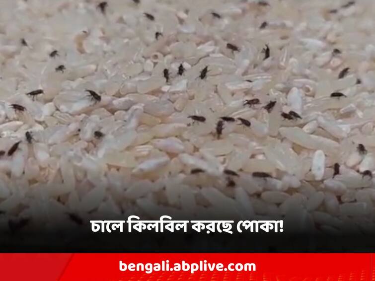 North 24 Pargana Mid-day meal is being cooked with insects full of rice and pulses! Parents protest at school North 24 Pargana: পোকা ভর্তি চাল-ডাল দিয়ে রান্না হচ্ছে মিডডে মিল! স্কুলে বিক্ষোভ অভিভাবকদের