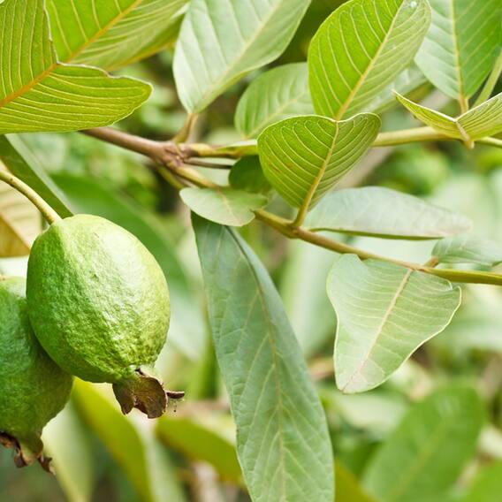 Not only guava, its leaves are also a mine of benefits, know the benefits of chewing on an empty stomach.